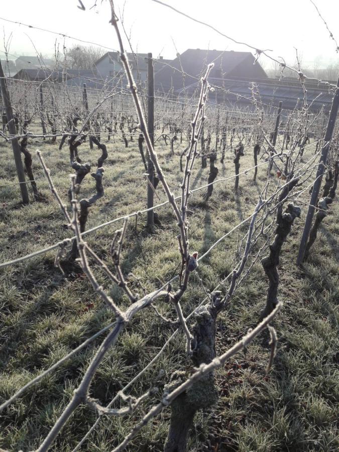 شقة Weingut Will Und Wuerz Lemberger Schwaigern المظهر الخارجي الصورة